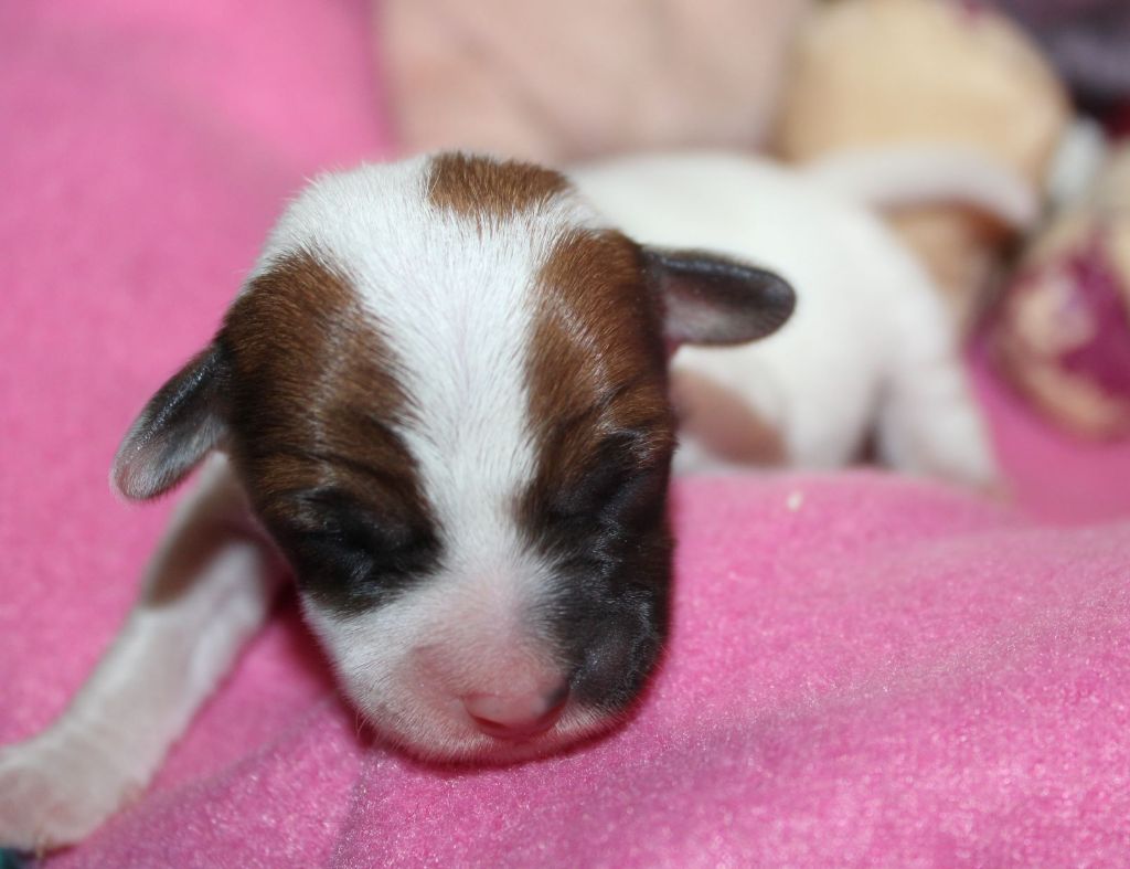 Du normont - Chiot disponible  - Jack Russell Terrier