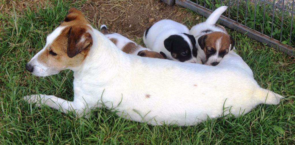 chiot Jack Russell Terrier Du normont