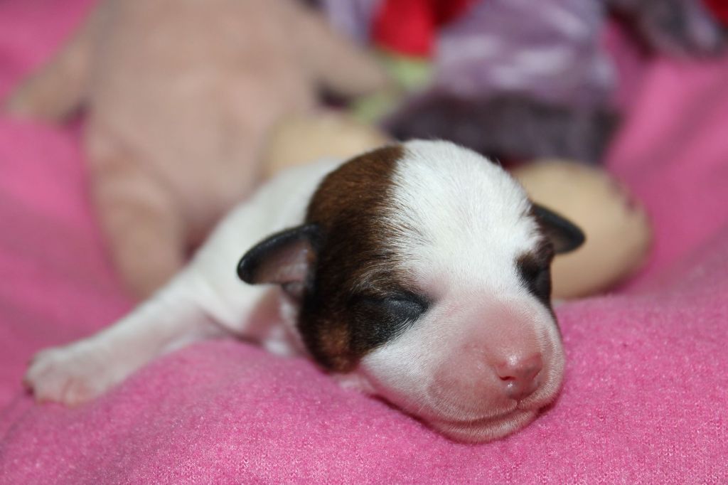 Du normont - Chiot disponible  - Jack Russell Terrier