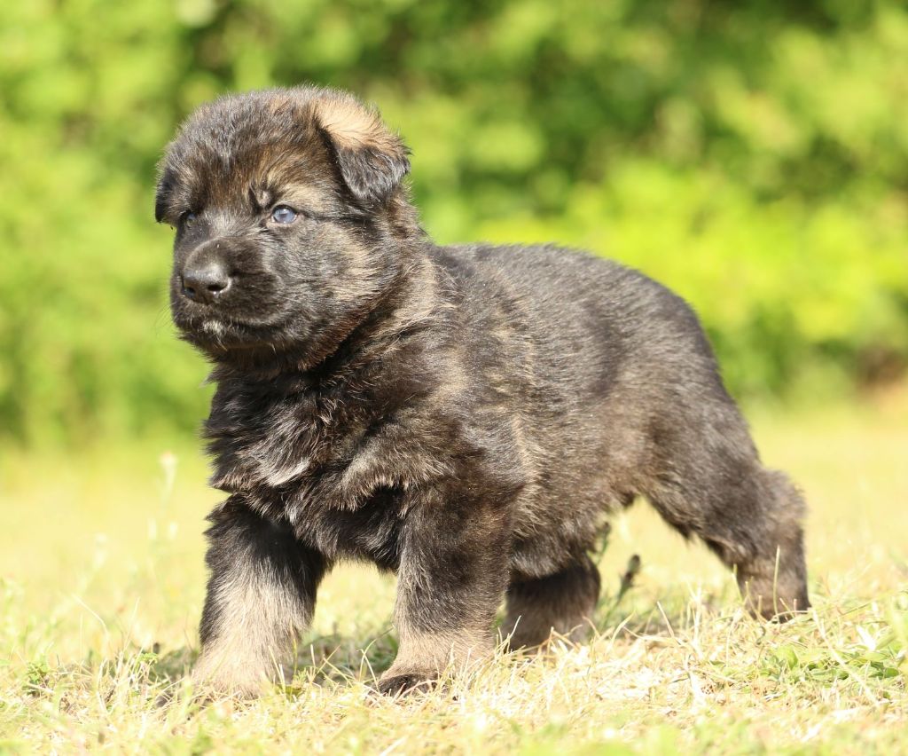 Chiot Elevage Du Normont Eleveur De Chiens Et Chiots Berger