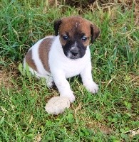 CHIOT blanc et fauve