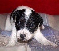 CHIOT blanc taché noir