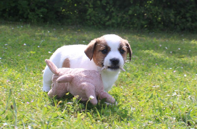 Chiot Elevage Du Normont Eleveur De Chiens Jack Russell Terrier