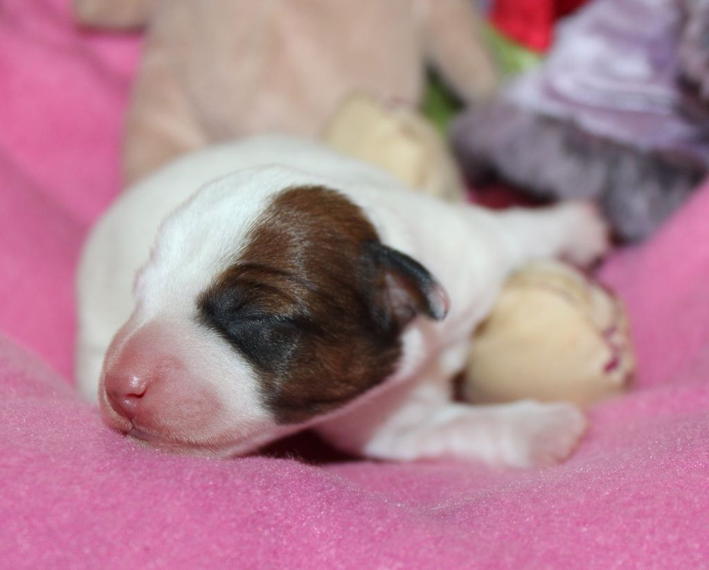 Du normont - Chiot disponible  - Jack Russell Terrier