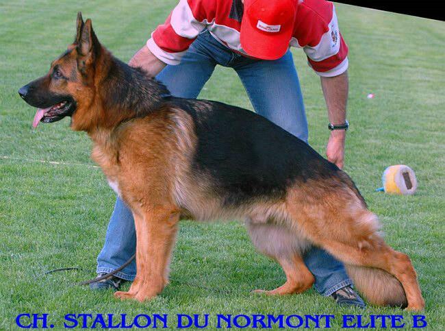 CH. Stallon Du normont