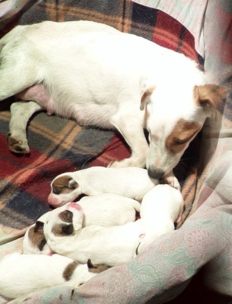 Du normont - Jack Russell Terrier - Portée née le 26/12/2013