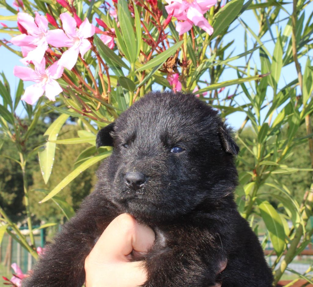 Du normont - Chiot disponible  - Berger Allemand