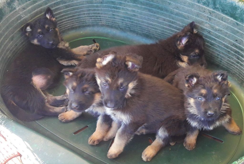 chiot Berger Allemand Du normont