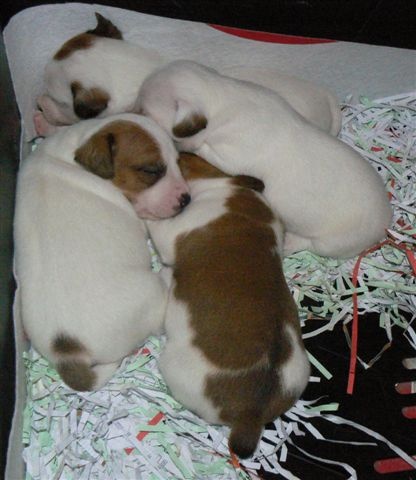 Du normont - Jack Russell Terrier - Portée née le 14/07/2011