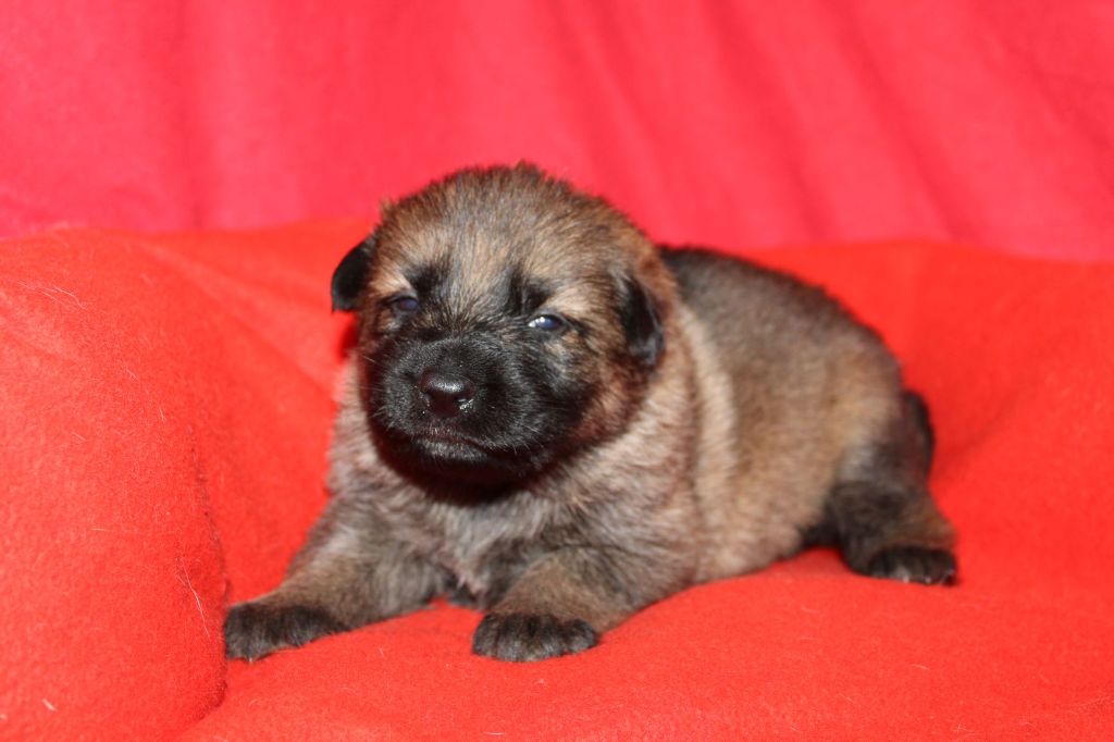 Du normont - Chiot disponible  - Berger Allemand