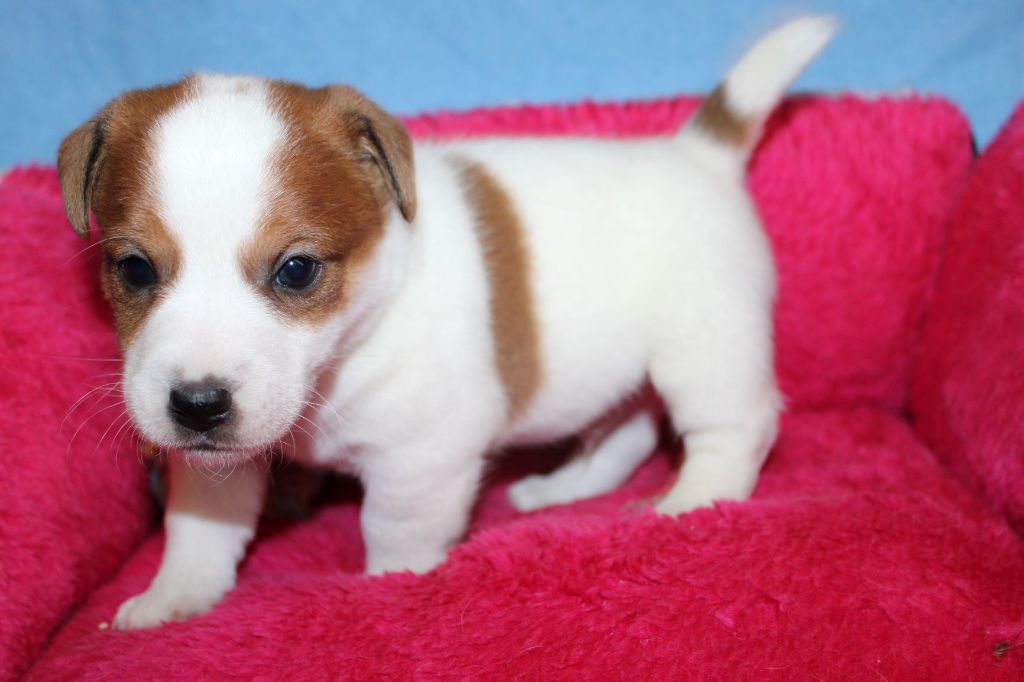 Du normont - Chiot disponible  - Jack Russell Terrier