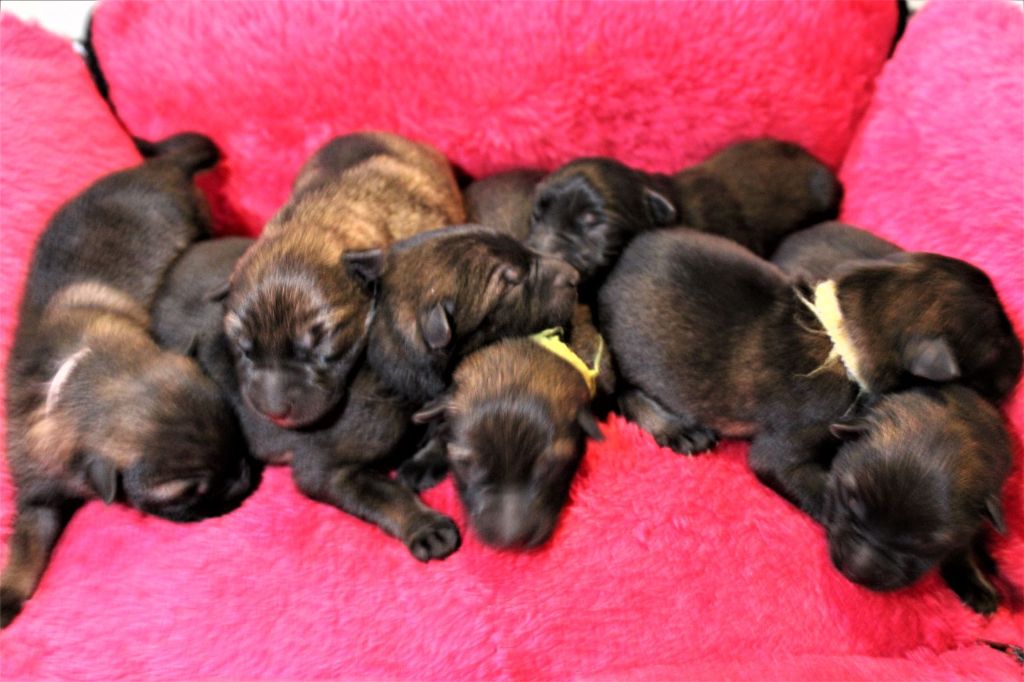 chiot Berger Allemand Du normont