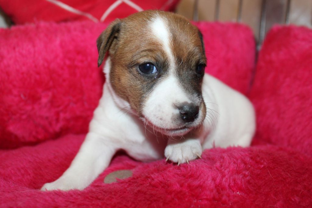 Du normont - Chiot disponible  - Jack Russell Terrier