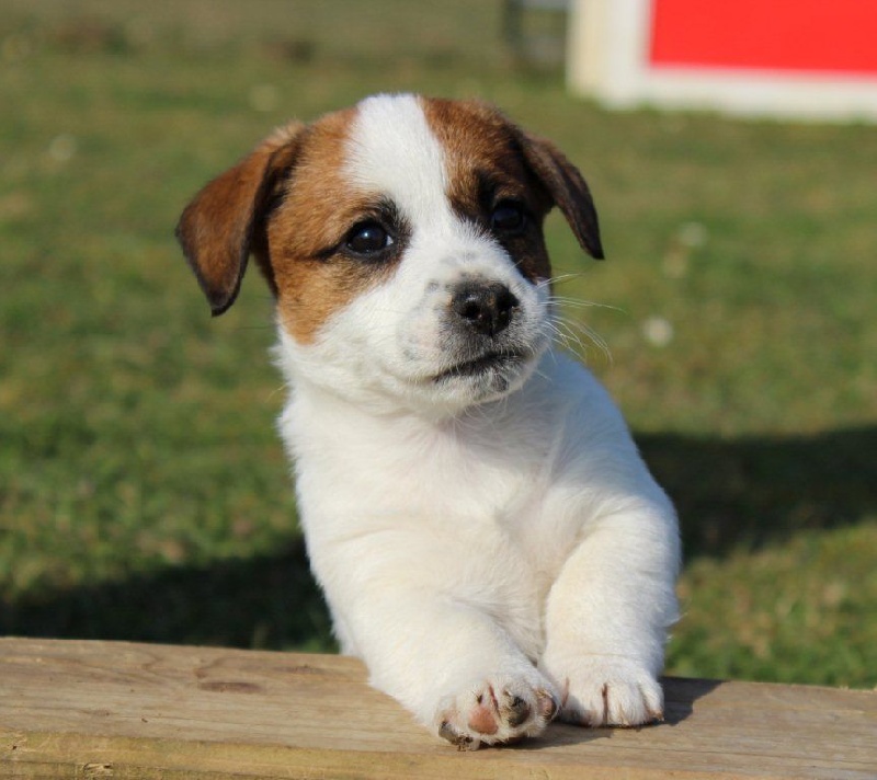 Du normont - Jack Russell Terrier - Portée née le 20/01/2014