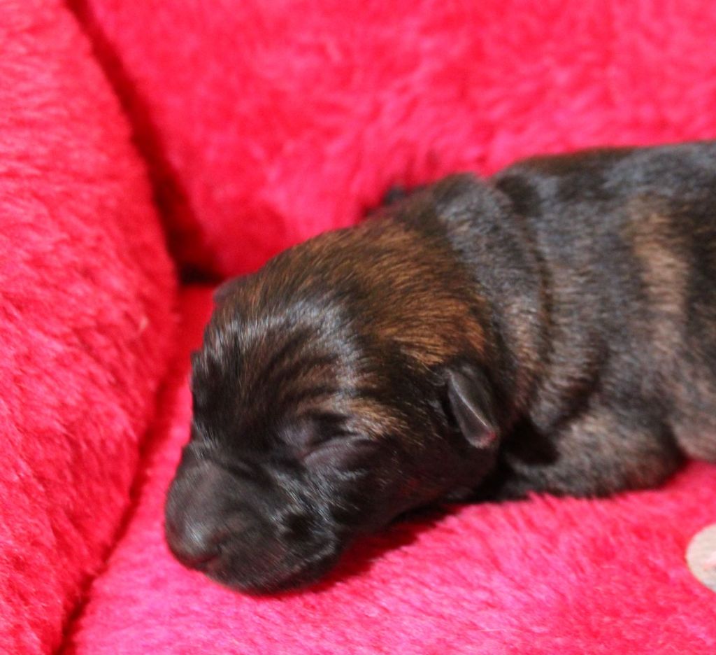 Du normont - Chiot disponible  - Berger Allemand