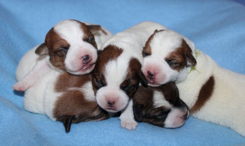 chiot Jack Russell Terrier Du normont