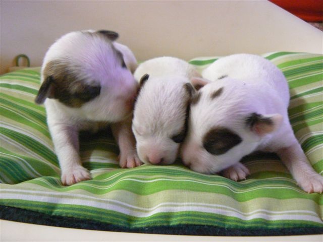 Du normont - Jack Russell Terrier - Portée née le 06/12/2011