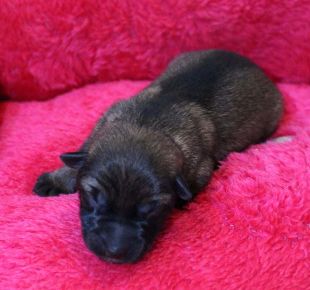 Du normont - Chiot disponible  - Berger Allemand