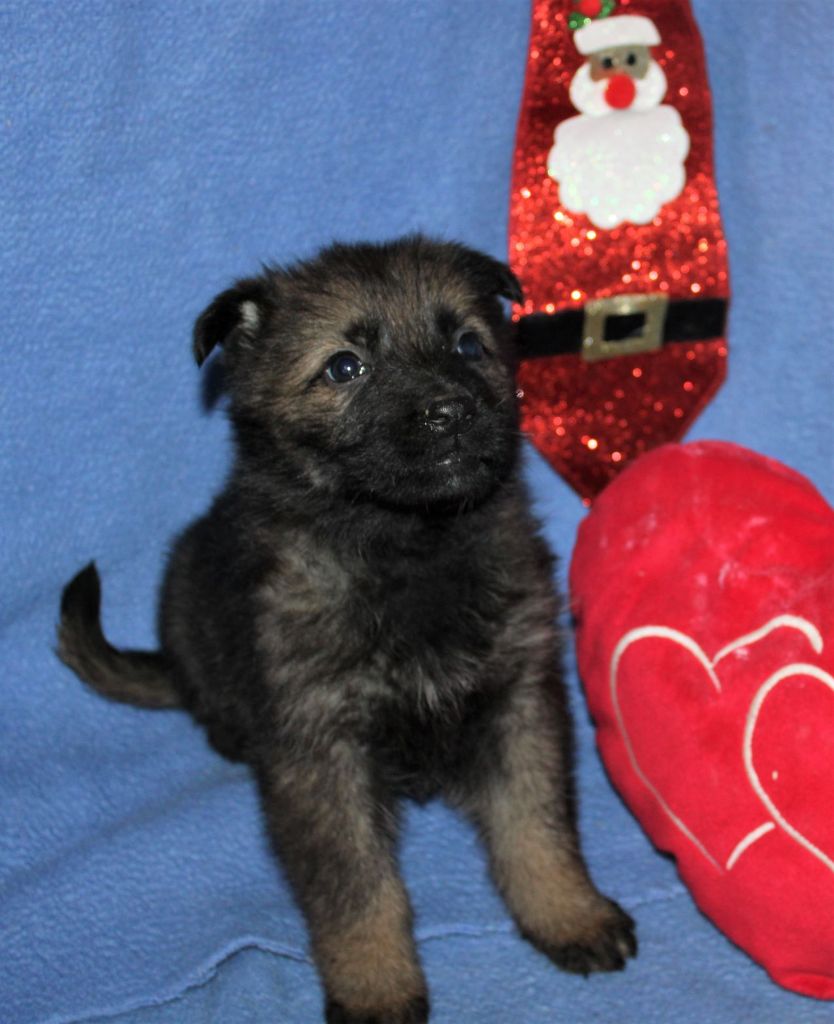 Du normont - Chiot disponible  - Berger Allemand