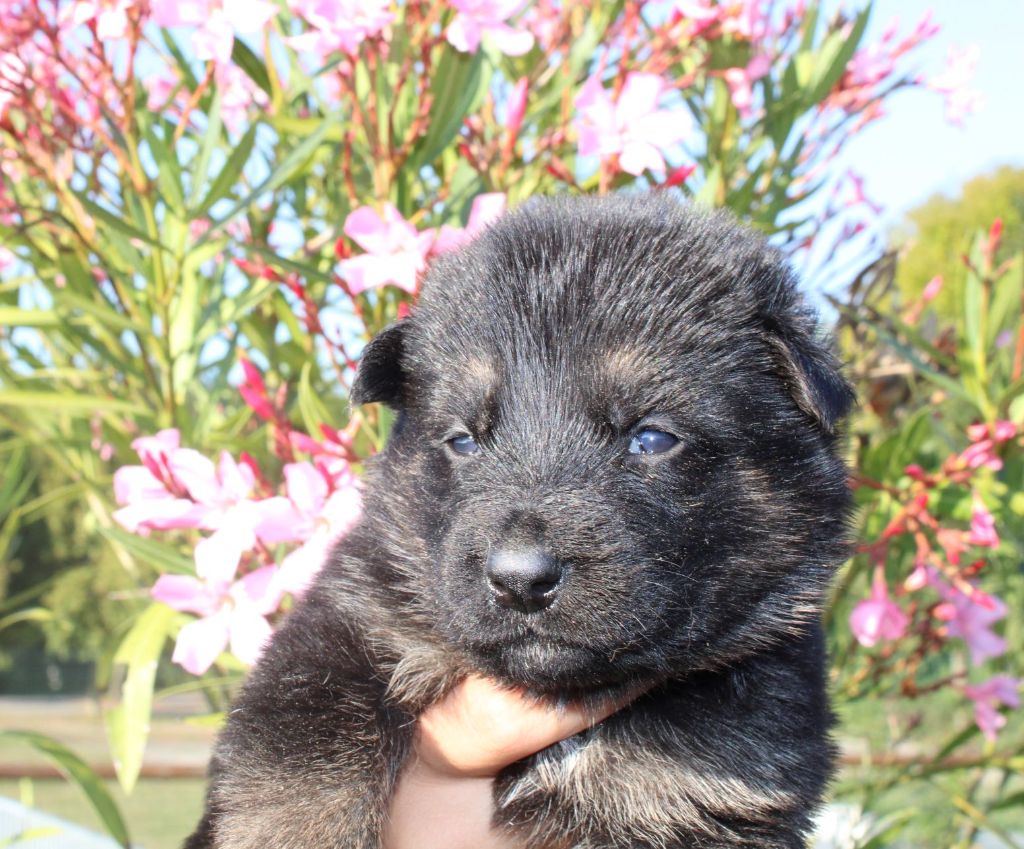 Du normont - Chiot disponible  - Berger Allemand