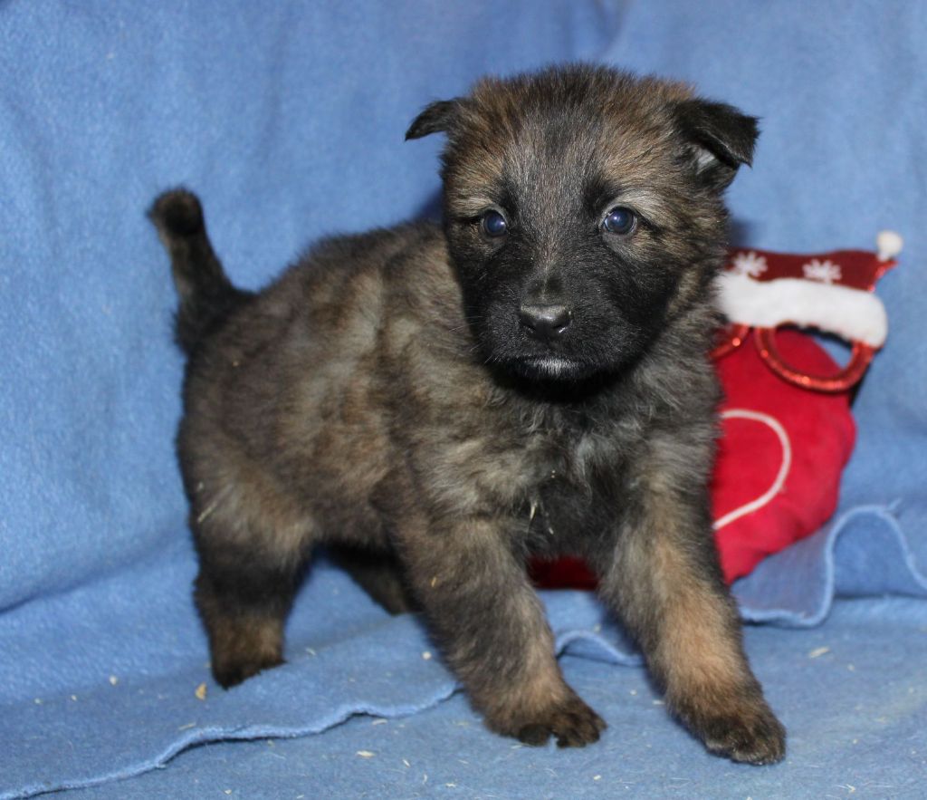 Du normont - Chiot disponible  - Berger Allemand