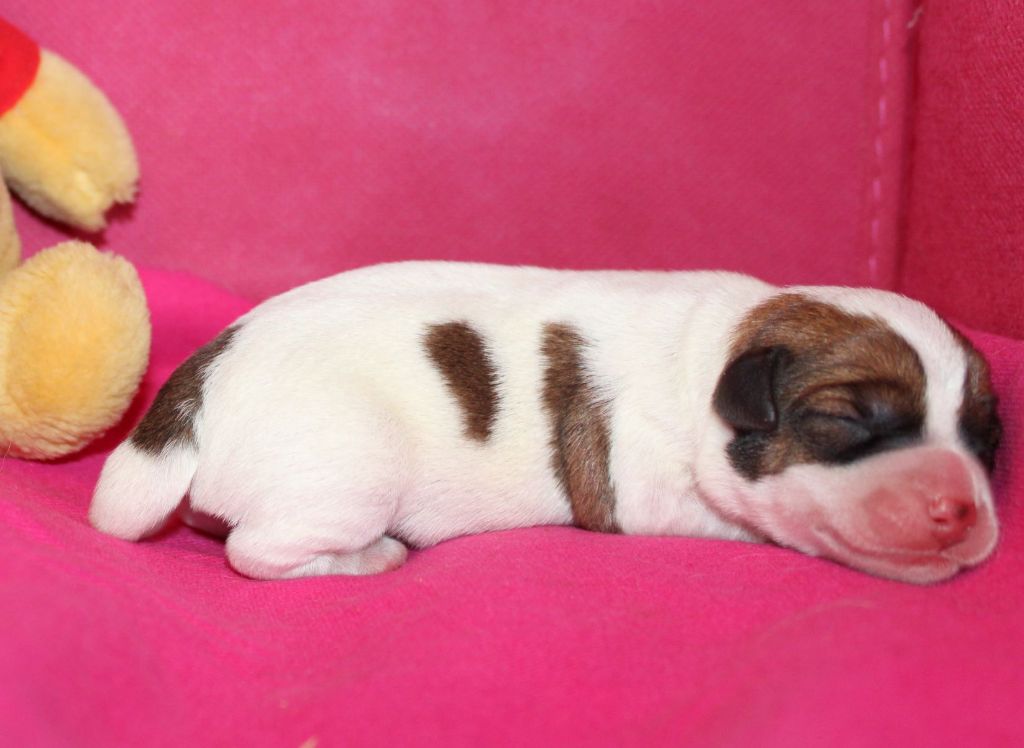 Du normont - Chiot disponible  - Jack Russell Terrier