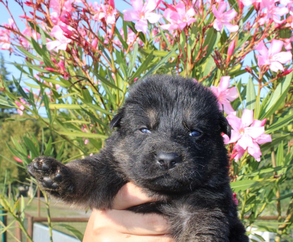 Du normont - Chiot disponible  - Berger Allemand