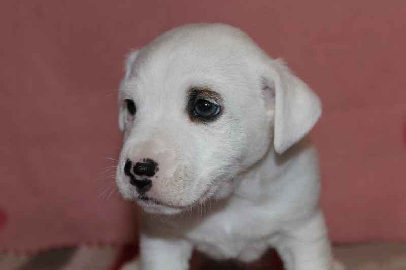 Du normont - Jack Russell Terrier - Portée née le 26/01/2015