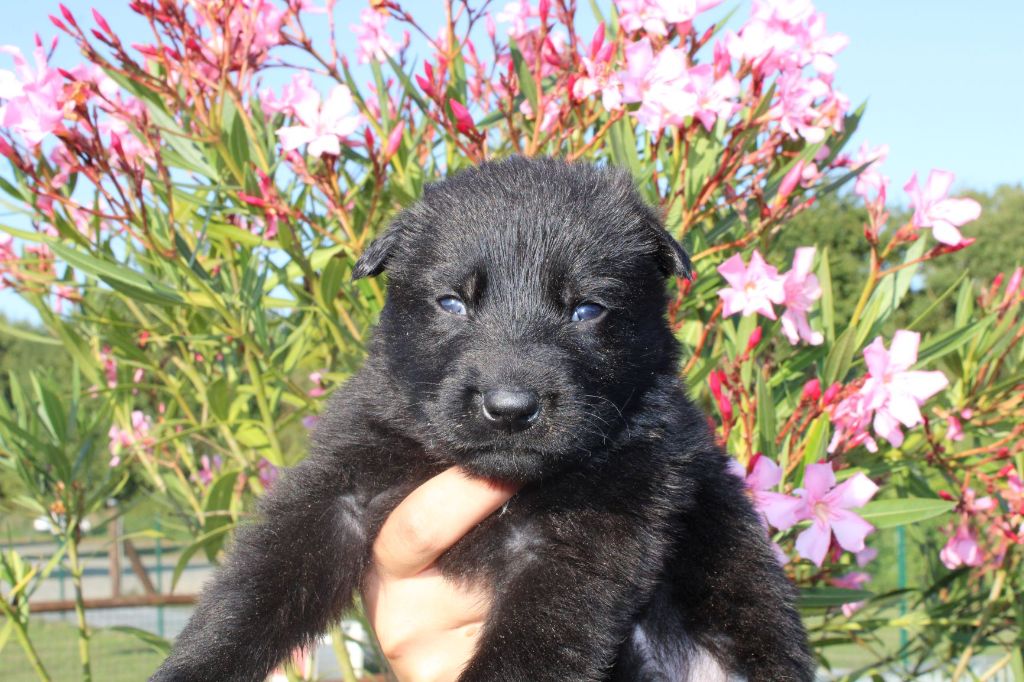 Du normont - Chiot disponible  - Berger Allemand