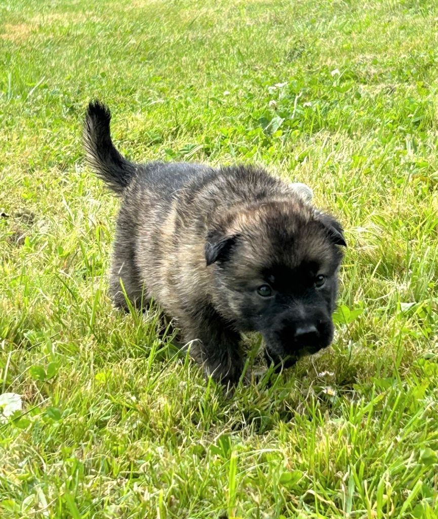 chiot Berger Allemand Du normont