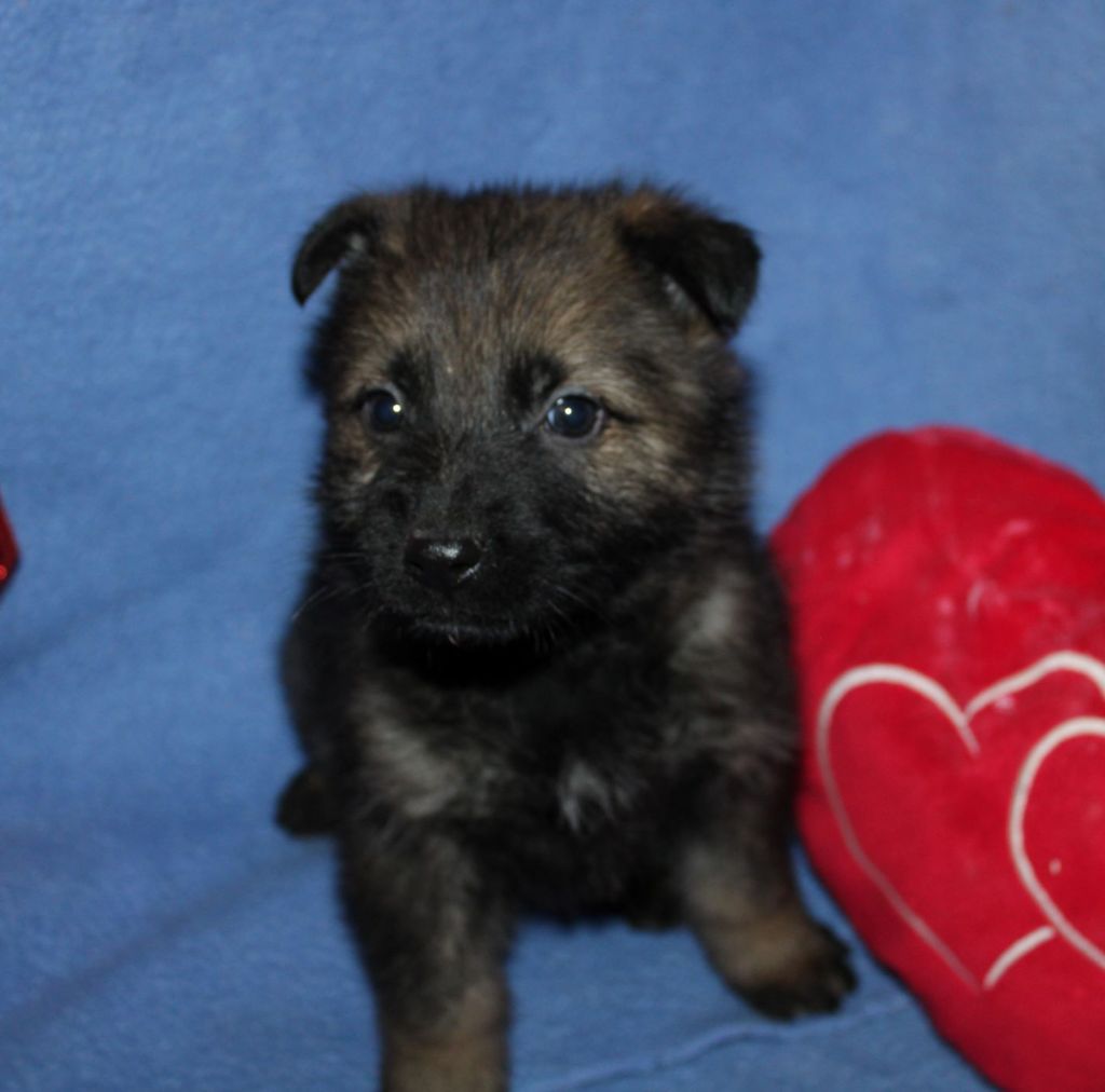 Du normont - Chiot disponible  - Berger Allemand