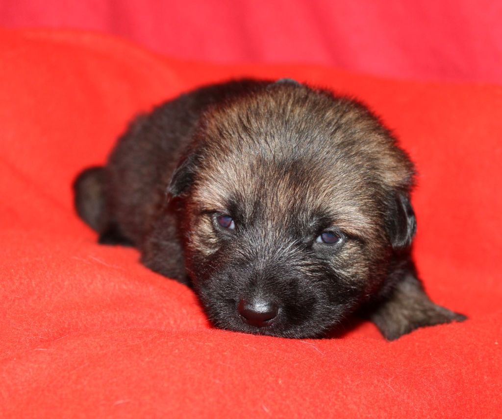 Du normont - Chiot disponible  - Berger Allemand