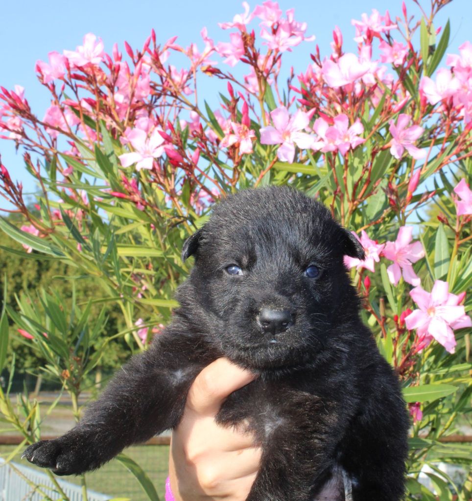 Du normont - Chiot disponible  - Berger Allemand