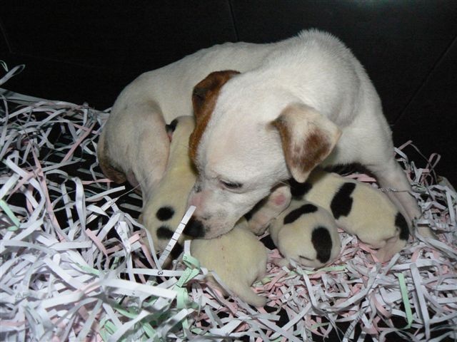 Du normont - Jack Russell Terrier - Portée née le 22/03/2011