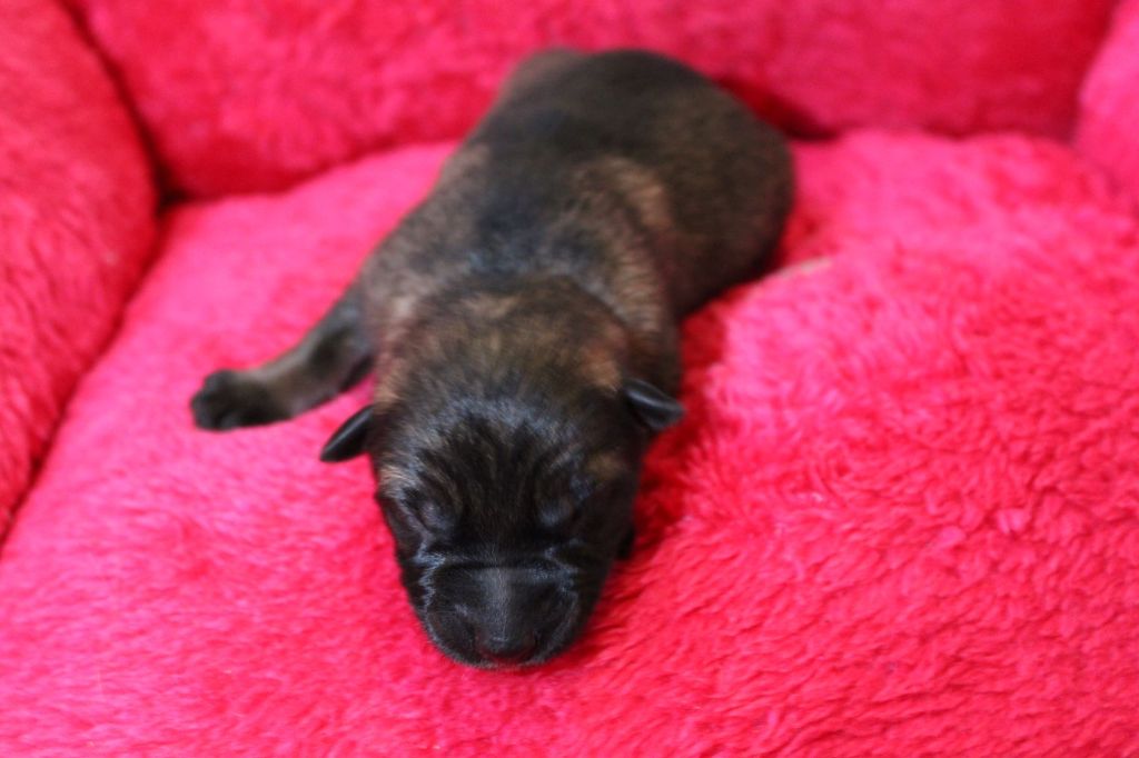 Du normont - Chiot disponible  - Berger Allemand