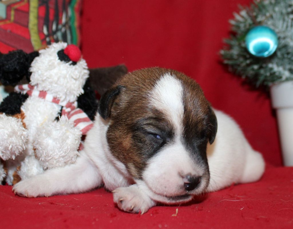 Du normont - Chiot disponible  - Jack Russell Terrier