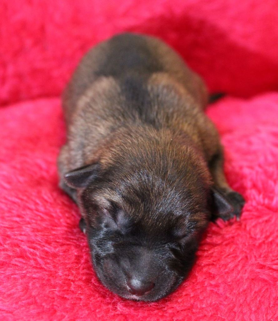 Du normont - Chiot disponible  - Berger Allemand