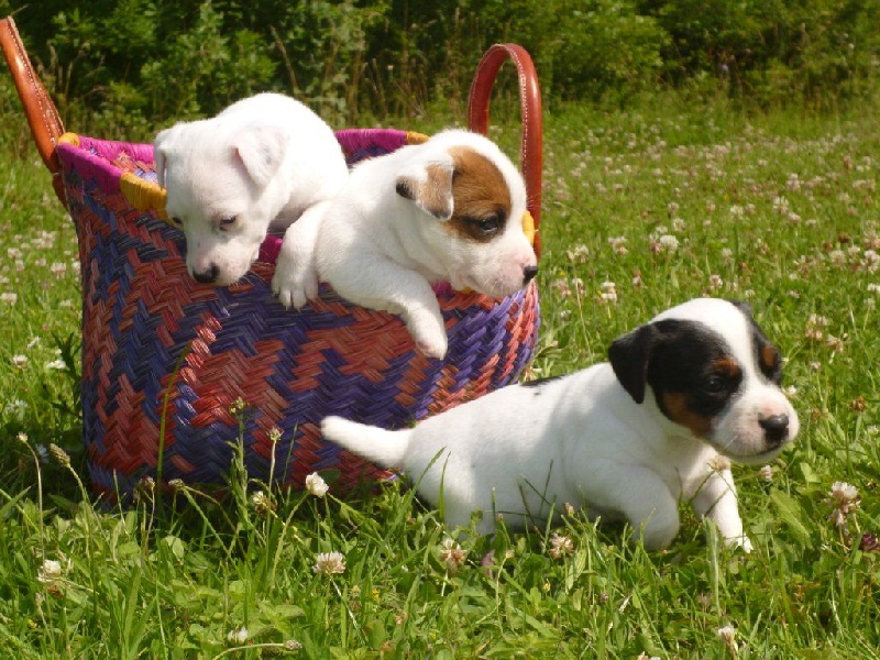 Du normont - Jack Russell Terrier - Portée née le 25/04/2014