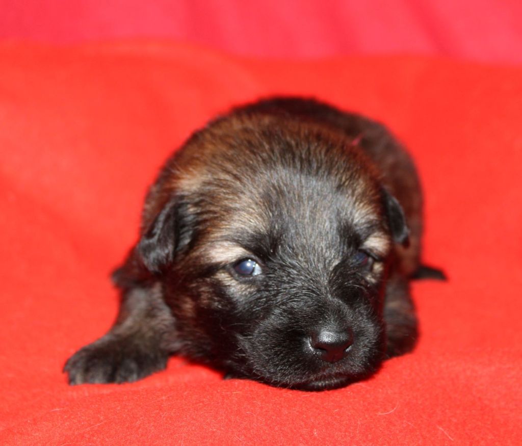 Du normont - Chiot disponible  - Berger Allemand