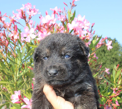 CHIOT noir et fauve