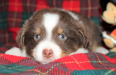 CHIOT marron ( rouge tricolore)