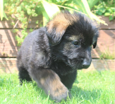 CHIOT gris/fauve charbonné