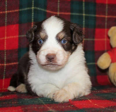 CHIOT marron tricolore