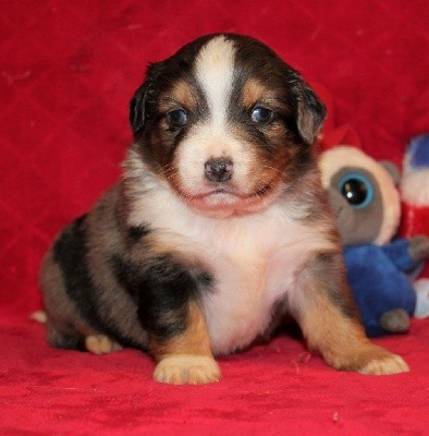 CHIOT bleu merle