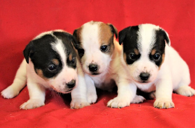 Du normont - Jack Russell Terrier - Portée née le 20/03/2024