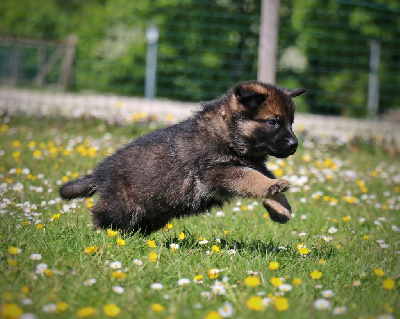 CHIOT gris/fauve charbonné