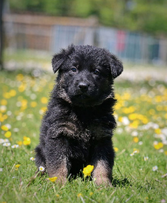 CHIOT noir et fauve