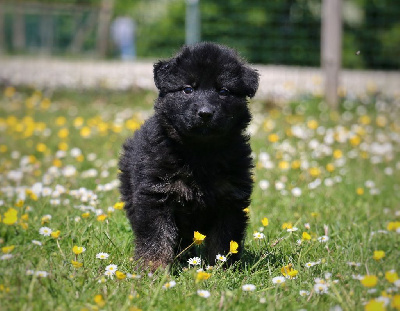 CHIOT noir et fauve