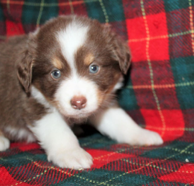 CHIOT marron ( rouge tricolore)