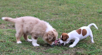 CHIOT rouge merle